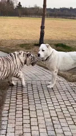 Tiger and Alabai 🥶 #kangal #malaklı #anatolianshepherddog #alabai #volkodav #dog #dogsoftiktok #doglover #bigdog #foryou #fyp #viral #tiger #cat 