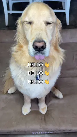 Is your pet afraid of the vet too?! #dogsoftiktok #foryoupage #funnydog #vet #dogtok #storytime #funnydogvideos #dogproblems #dogvideos #fyp 