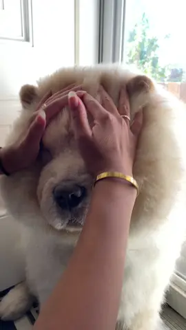 Ra ra raaa🤍🤍 #chowchow #chowchowpuppy #kumoangel #ra 