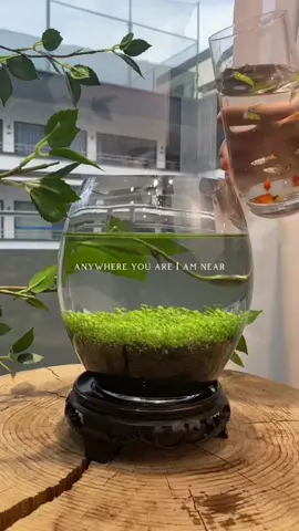 Do you want one?#foryou #foryoupage #fishtoks 