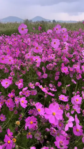La magia rosa de los mirasoles 🌸 . . . #mirasol #mirasoles #flores #floresmexicanas #camposdeflores 
