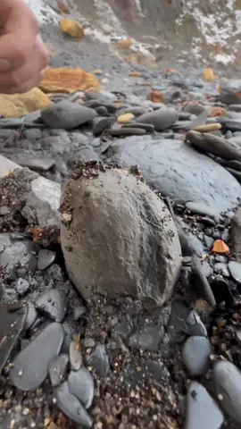 Here’s an ammonite rock that we found stuck in the mud and opened up on the beach with a geology hammer 🏝🌊 Inside, a stunning Dactylioceras ammonite from the Jurassic 😍🦑 This ammonite is around 180 Million Years Old 💀  If you’d like an ammonite rock like this to crack open yourself, please message us directly @yorkshire.fossils or browse the website at Yorkshirefossils.NET and click the “crack open yourself” section (link in bio) For more videos, check out our YouTube channel Yorkshire Fossils 🏝 Thanks for supporting our page! 🐊 #natural #nature #fossil #fossils #ancient #animals #art #ammonite #ammonites #dinosaur #scientist  #minerals #paleontology #whitby #geologist #dorset #geology #charmouth #jurassic #yorkshire #fyp 