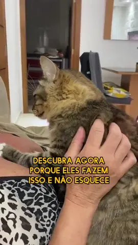 #cutcat #catlover #amorpets🐾 #gatos #gatosdeestimação #amassarpaozinho❤🤣🤣🤣🤣🍞🥐🥖🥨🥯 #fy #diganaoaoabandono 