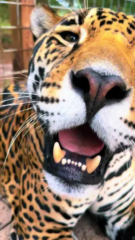Goofy Tank 🥰🐆 #NOTpets #jaguar #jag #tank #teamtank #bigcat #bigcats #cat #cats #goofy #silly #Love #animal #animals #amazing #fl #florida #fyp 