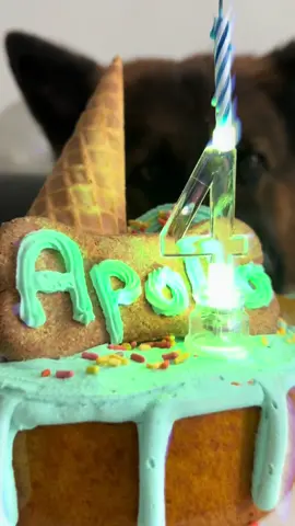 Today is Apollo’s 4th birthday. 🎂 I feel a bit sad because time goes by too quickly… We love our furry son Apollo so much! 🐺❤️ Thanks for being a part of our adventures! ⛵️🐾 Thank You for the cake to the best @doggiebakerymiami 🤤🥳 and auntie @kellylcantwell for the 🧸🧸 #bday #germanshepherd #dogsofinstagram #birthday #cutepuppy #wolf #cake #dogcake 
