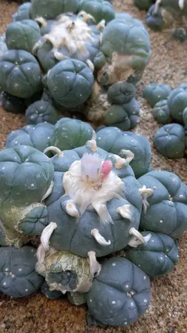 Giving away more seeds!  #seeds #givaway #free #cacti #cactus #plant #plants 
