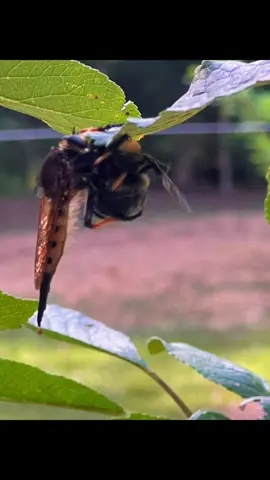 More visitors to the orchard. The robber fly visited again and took his carpenter bee victim on an apple tree. Ms Lady beetle was eating aphids on peach tree. #bugs #microorchard #backyardfruit 