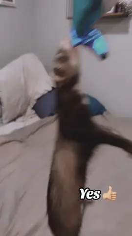So worth it !!! #ferret #weasel #ferretsoftiktok #weaselgang #ferretmom #ferretlife #ferretmomma #expensive #worthit #adorable #pets #lovepets #cute #fypage 