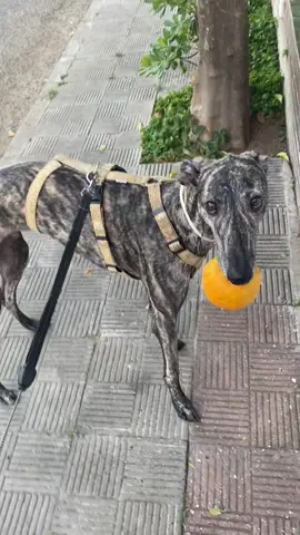 La vida empezó a sonar así el día que adopté a mi humana ❤️‍🩹 #kai #greyhound #trend #galgo #run #cuddle