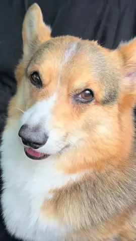 Brady had his first ever teeth cleaning today and he did great! This was right after we picked him up…he was very loopy 🫠😂.  To my surprise none of his teeth had to be pulled, but he did have a gingivectomy and gingivoplasty around two teeth, which is the removal of diseased gum tissue and  reshaping of the gums around his teeth.  It’s always a little nerve wracking when putting your dog (especially a senior dog) under anesthesia as there are always risks…and the last time Brady went under was 8 years ago! But his pre-op bloodwork and x-rays were perfect, so we weren’t too worried.  That said it’s still a HUGE relief to have this done and over with, and to know he’s now super healthy in every way and set up for success for the later years of his life 🙏.  Thank you Dr. Levy with VCA for taking such great care of Brady and Graffiti and their oral health 🥰. #corgi #teethcleaning #dogoralhealth #pets #dogs 