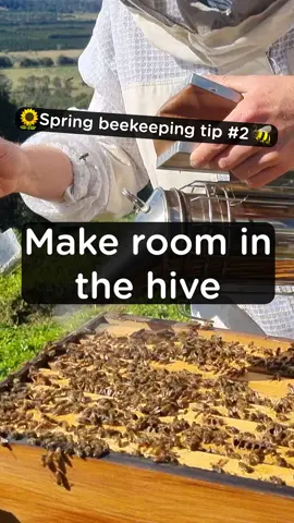 Spring beekeeping tip – How to make room in your hive 🐝 🐝 🐝 #beekeepingeducation #beeeducation #flowhive #bees