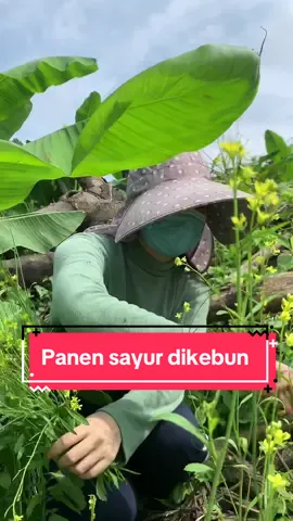 Main kekebun memetik sayur dan memasak, refreshing terbaik dari rutinitas pekerjaan,, #panensawi #masakdikebun  #borneo  #refreshingdikebun 