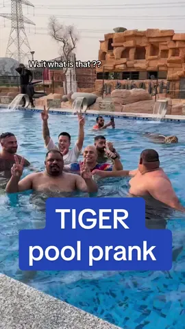 I would have got out of the pool so fast! 😅 #prank #tiger #dubai #viral #internetisweird #strange #pranktok #fyp #tigerprank 