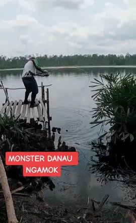 Monster Danau nerkam lele hidup #ikanbesar #fyp #mancing #UmpanPredator #leleumpanpredator