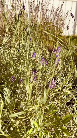 There is nothing quite like the smell of lavender drying in the house. We use it for everything from herbs in cooking to shower aroma therapy. #garden #gardentok #gardening #lavender #fyp #fypシ #foryou 