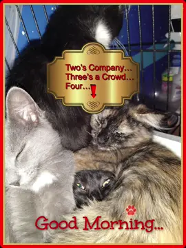 Good Morning Laugh!!! 🤣 Have a Fantastic Day!!! 🥰 #goodmorning #laugh #cats 
