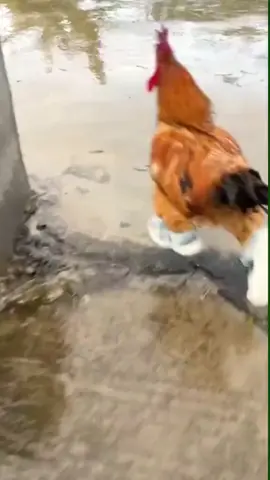 Galo correndo de tenis