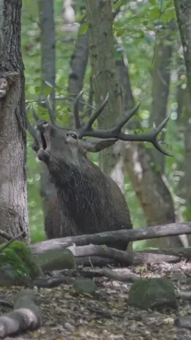 King of the forest😍 #amazing #reddeer #deer #deertiktok #deertok #deerrut #deeroftiktok #nature #wildlife #europeanwildlife #photography #stag #buck #sonyalpha #videography #lovethis #lovethese #moments #roar #deerroar #loud #forest #ruttingseason 