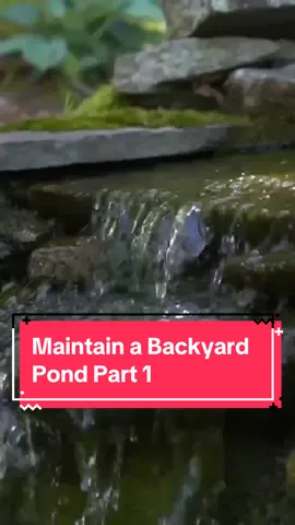 Keep your pond in perfect shape with @Jenn Nawada’s tips 🌿 Stay tuned for the transformation!  #ThisOldHouse #TOH #homerenovation #homeimprovement #landscaping #pond #backyardpond 