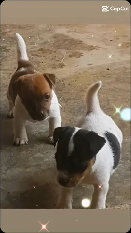 #CapCut #siciliabedda #cagnolinipiccoli #cagnoli #gramoftheday #videoviral #photography #photo 