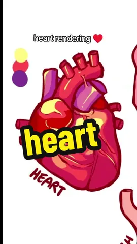 I've looked at 5 heart references and none of them were the same, so I have no idea how correct it is in terms of proportion and the base colors of each part. Like should it be blue, pink or fleshy purple? idkkk 😂 #rendering #heart #speedpaint #artpractice #artimprovement #fyp #foryoupage