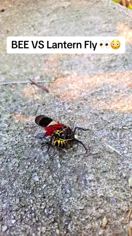 BEE Vr Lantern Fly ! 😳👀 He was eating bro while he was STILL ALIVE 😭 ! #lanternfly #lanternflies #bee #bees #beetok #beesoftiktok #insect #nature #nyc #newyork 