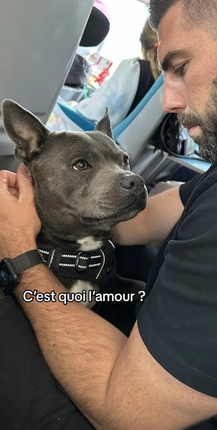 Ses yeux qui nous font fondre d’amour 🥹❤️  #cestquoilamour #staffy #staffysmile #staffylove #doglover #dogsmile #happydog 