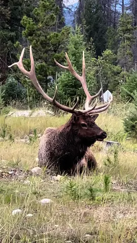 Well, I think I’ll add Nature Wildlife Photographer Expert to my outdoosy resume! This was EPIC! 🎺🦌🇨🇦 #NatureLover #RuttingSeason #Elk #Jasper #Alberta #TravelTikTok #Canada_Life🇨🇦 #fypシ 