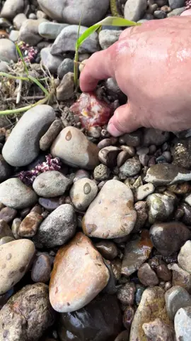 Wow got so lucky with this one! Did anyone see fhe arrowhead that I missed?? 🤣 #arrowhead #carnelian #agatehunting #kayaking #river #explorewa #washington #rockhound #rockhounding