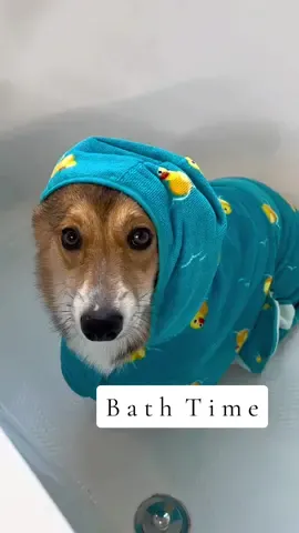 Replying to @aye_yo_mamii Bath time with Coby #dog #corgi #bathtime #asmr 