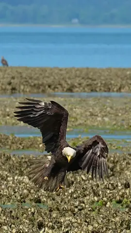 While each species of bird has its own specific behaviors and traits that are unique, each individual bird still has its own unique personality within those traits. When you start to spend a lot of time around a group of birds, you quickly see all of the personalities and unique markings that help you identify each individual. This bald eagle has its own look. The darker shading on its face and tail feathers give it more of a gothic, almost comic book style to it. Could this be “The Gotham Eagle?“ The fish: wrong place, wrong time at least for the fish’s sake. Glad I’m not one. 