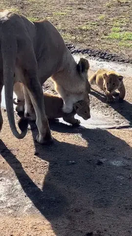 A beautiful morning When they are first born, lion cubs need a lot of care and attention from their mother. As they are unable to defend themselves, lion cubs are vulnerable to attacks from large birds, hyenas, leopards, snakes and even male lions. A lioness will keep her cubs hidden from other lions for about six weeks until they are old enough to follow the pride. If they are younger, they will not be able to keep up with the troop and could get lost.