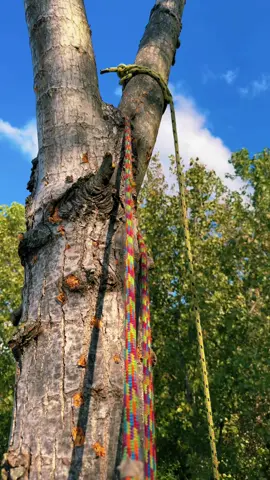 #treework #treeclimber 