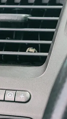 Spider chillin in the vent. 🕷  #honda #civic #si #fa5 #jdm #spider #spiderinmycar #LANDYTV 