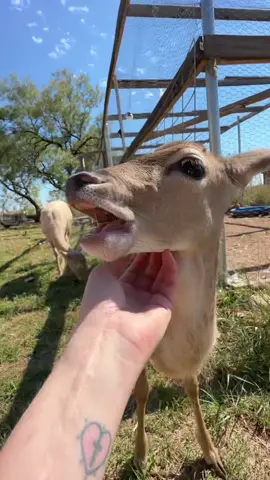 Glimmer moves into the big deer pen! #deer #animals #farm #farmlife 🦌 