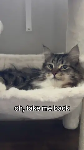 three years has gone by too fast. to my first and forever love. 🤍 #cats #cat #kitty #siberiancat 