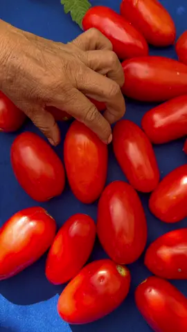 Como Germinar Tomates En Casa #plantas #huerto #tomates 