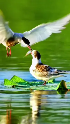 # Little seagull stands on the lotus leaf waiting for his mother to feed the fish # Egret catches a small fish easily.