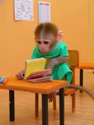 KiKi Monkey pretend teacher to teach Naughty baby first day of school #babymonkey #animals #naughtybaby #monkeyschool #funny #trending