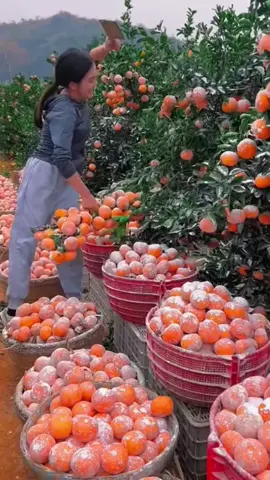 Vườn Cam siêu khủng #fruit #lovefruit #freshfruit #hoaqua #food #asmr #mukbang #usa #china