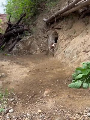 Dogs coming out of holes#animal #funny #cute #foryou