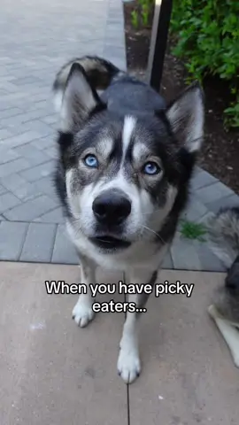 The art of doing ✨nothing✨  #wellnesspet #wellnesspetfood @Wellness Pet Food #dogsvideo #huskiesoftiktok #huskylove #doglover #dogsoftiktokviral #huskylover #talkinghusky 