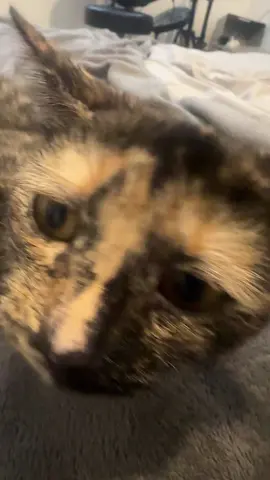 😍😽 #catsoftiktok #catlover #cute #fyp #cats 