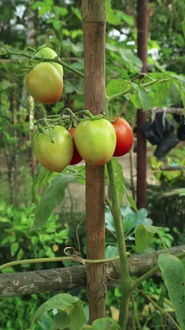 Apa yang kau tanam, itu yang kau tuai #garden #tomato #florest #gardening #petanimilineal 