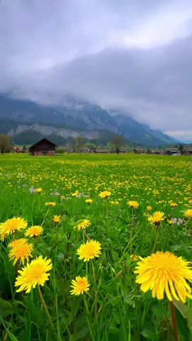 These fields in Kandersteg 🥹 #flowers #flowerpower #field #travel #peaceful #relaxing #tranquil #calm #shotoniphone #godisgreat #nature #switzerland #switzerlandwonderland #travelswitzerland #swisstravel 