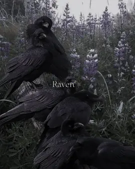 Raven🐦‍⬛🌘 #esoteric #aesthetic #foryou #fyp #foryoupage #esoterisme #witch #witchyvibes #witchtok #witchcraft #witchy #sorcellerie #raven #corbeau #bird #black #blackbird 
