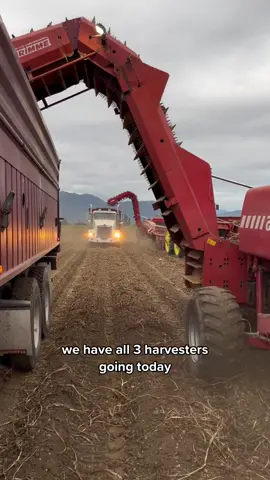 Trying to beat the rain! Sept is the busiest month of the year for Farmers. Most of us are getting our last harvests in for the year. We pile up our barns so you have food for the winter #potatotiktok #farmtok #agriculture #farmer #harvest 