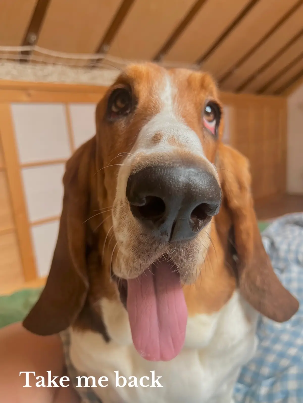 Sweet little Moo 🥹 #bassethound #bassethoundpuppy #bassethoundsoftiktok #hounddog #takemeback 