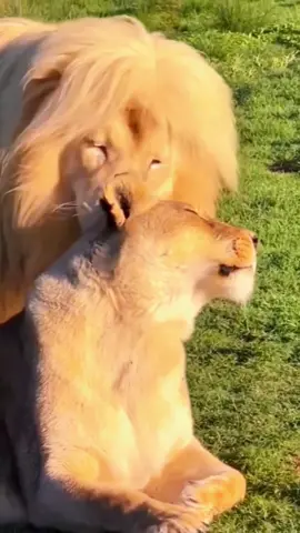 These animals are so loving towards each other. #amazing #world #beautiful #wonderful #nature #Love #life #lionking #lion #cute #tiger #lions 