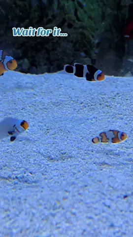Tiniest Nemo and friends 🥹🫧 #ocean #Underwater #mermaidtok #mermaid #mertok #oceanlife #clownfish #foryou #fyp 